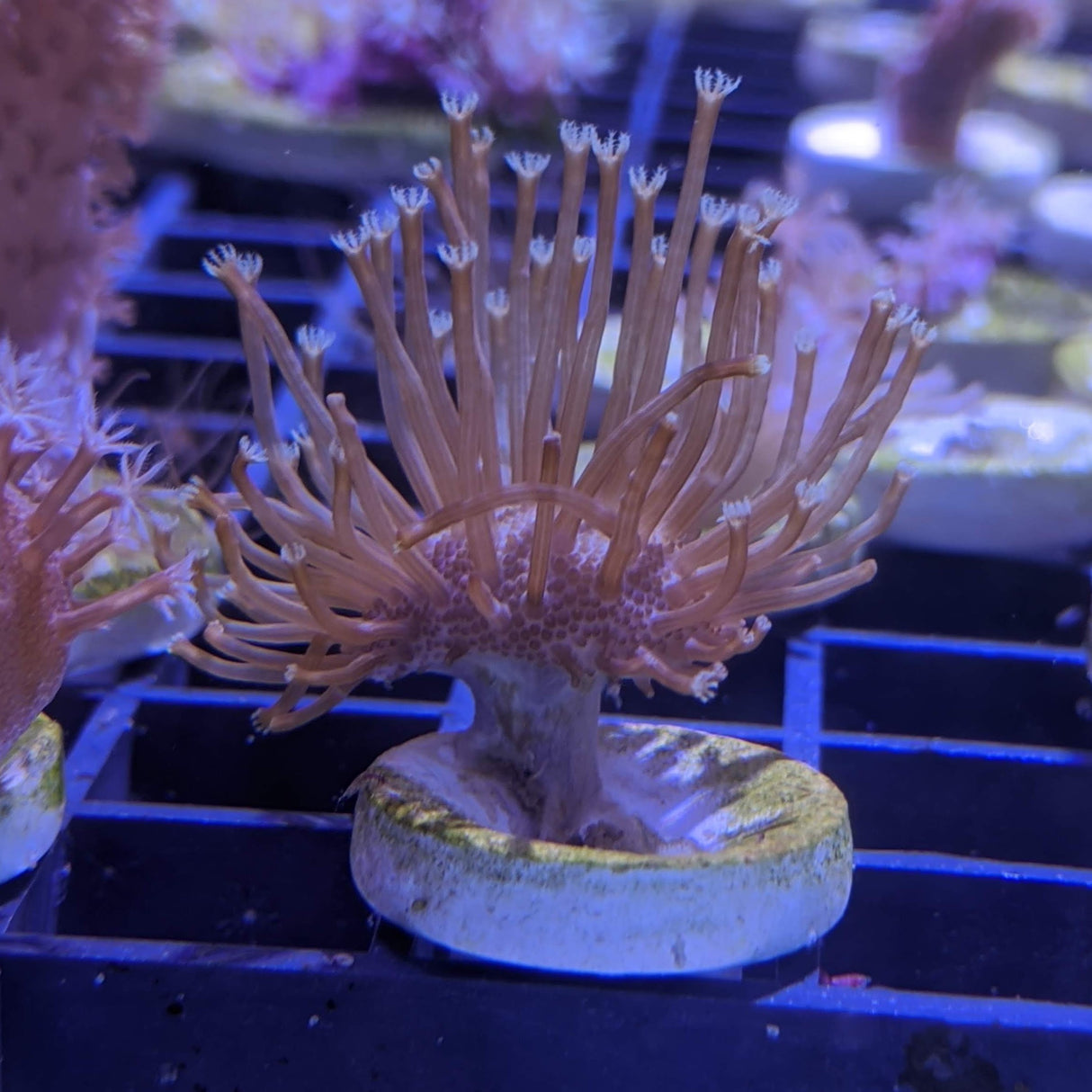 Toadstool Coral