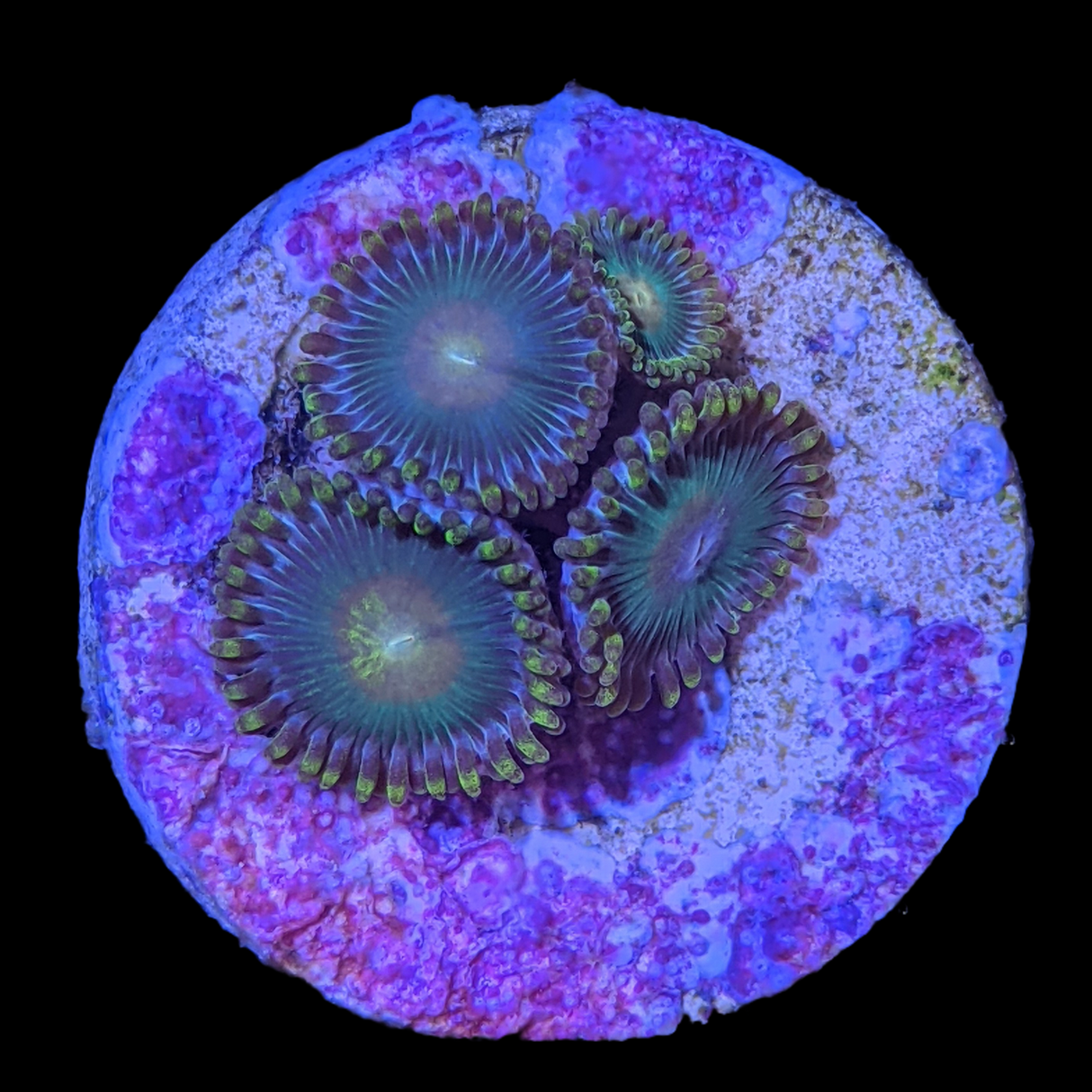 Zoa Frag