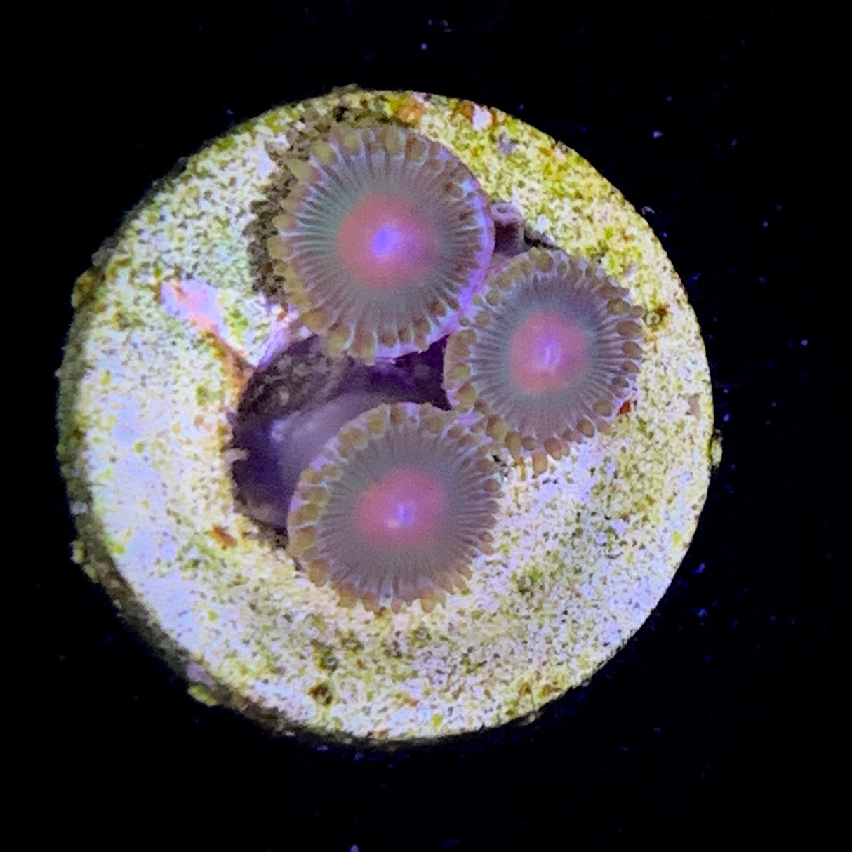 Zoa Frag
