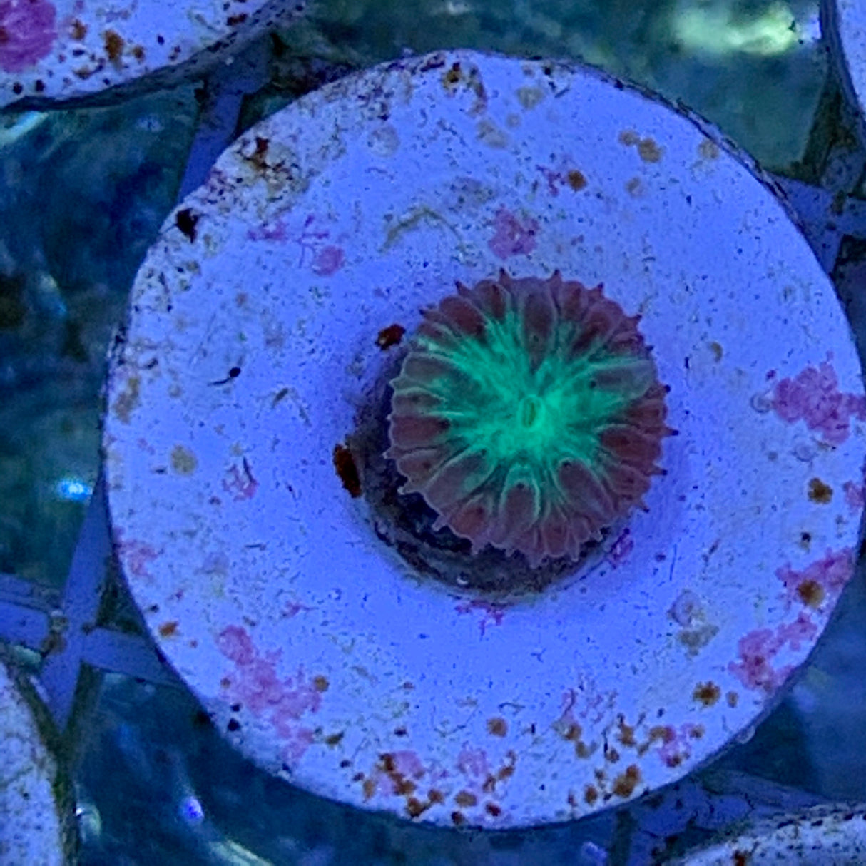 Blastomussa Merletti
