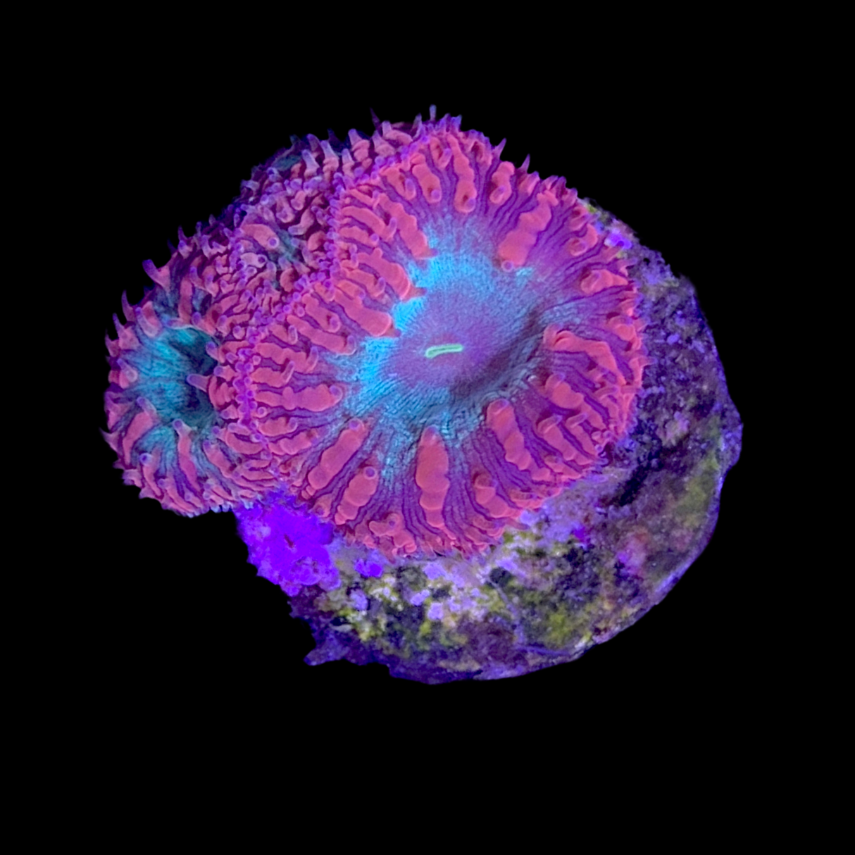 3 Head Bright Red / Green Blastomussa