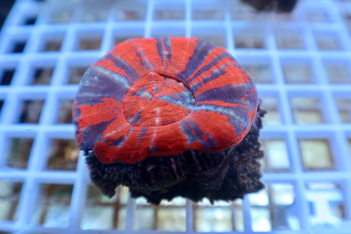 Australian War Paint Scolymia