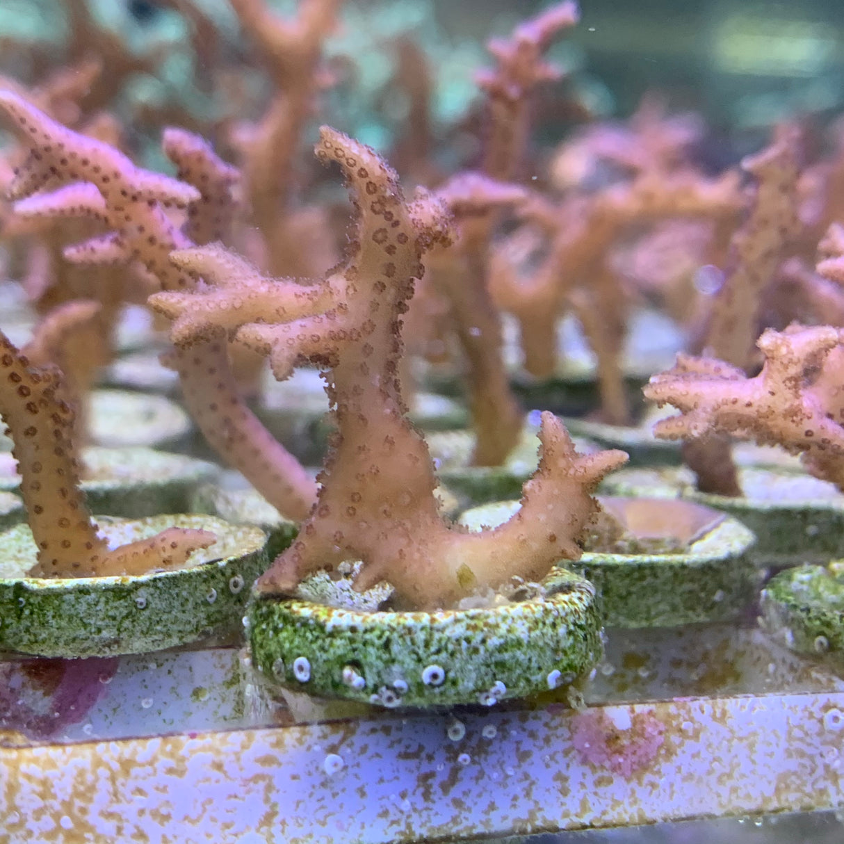 Pink Hystrix Seriatopora (birds nest)