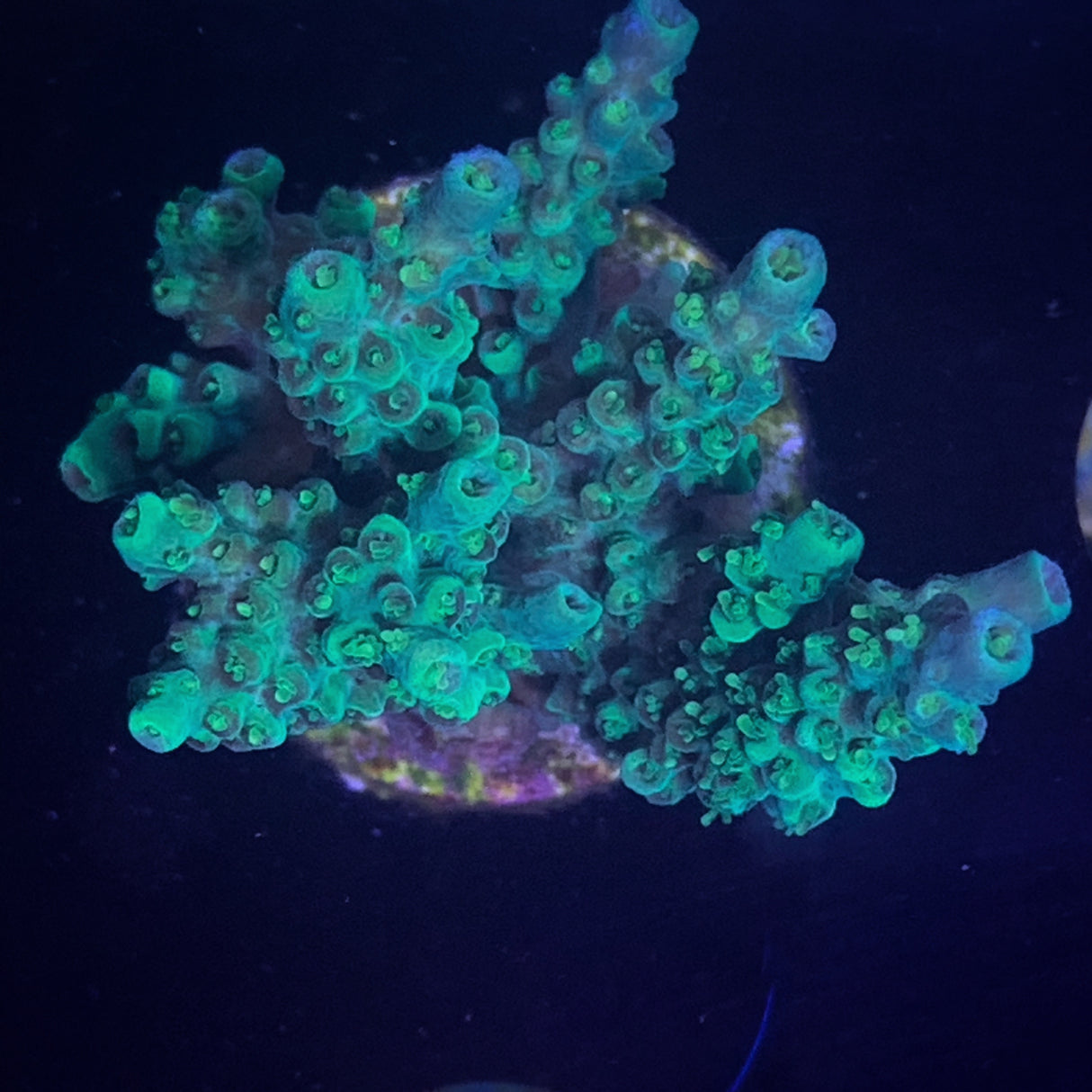 Acropora Frag