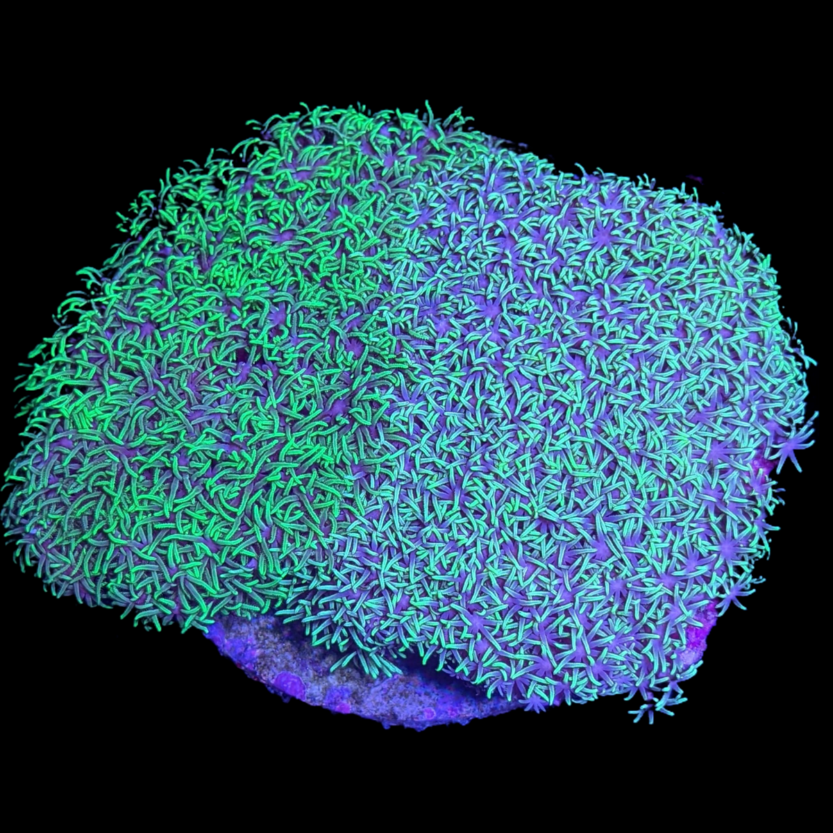 Aquacultured Green Star Polyp Colony