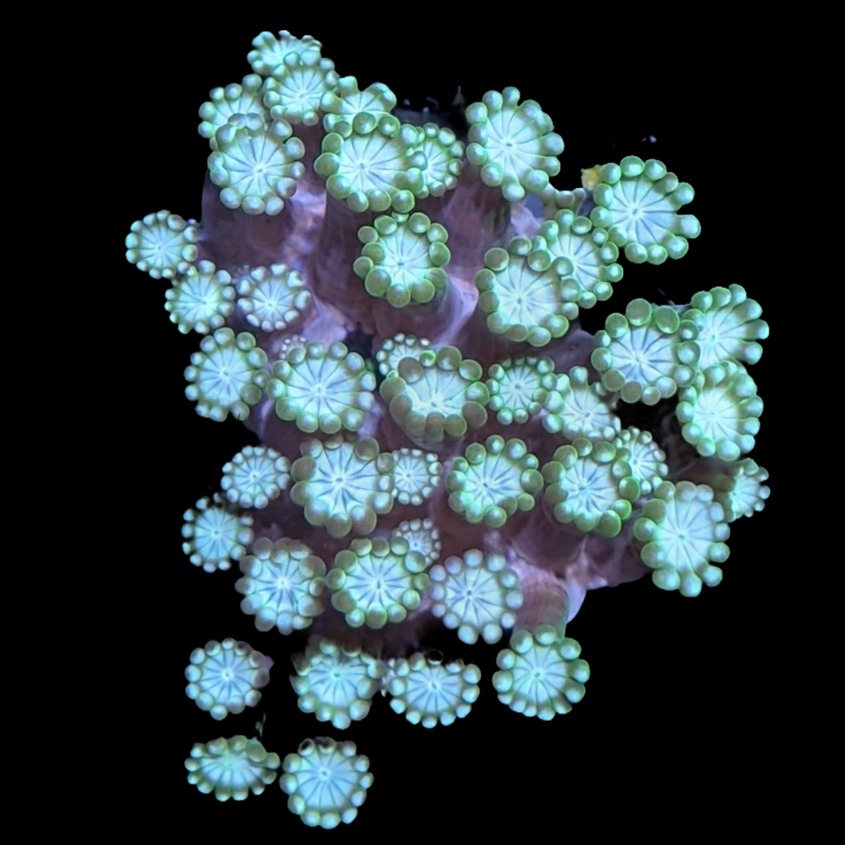 Green / Pink Alveopora