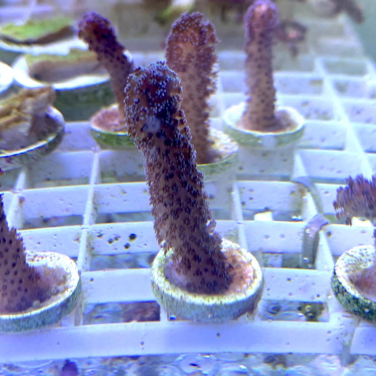 Purple Stylophora