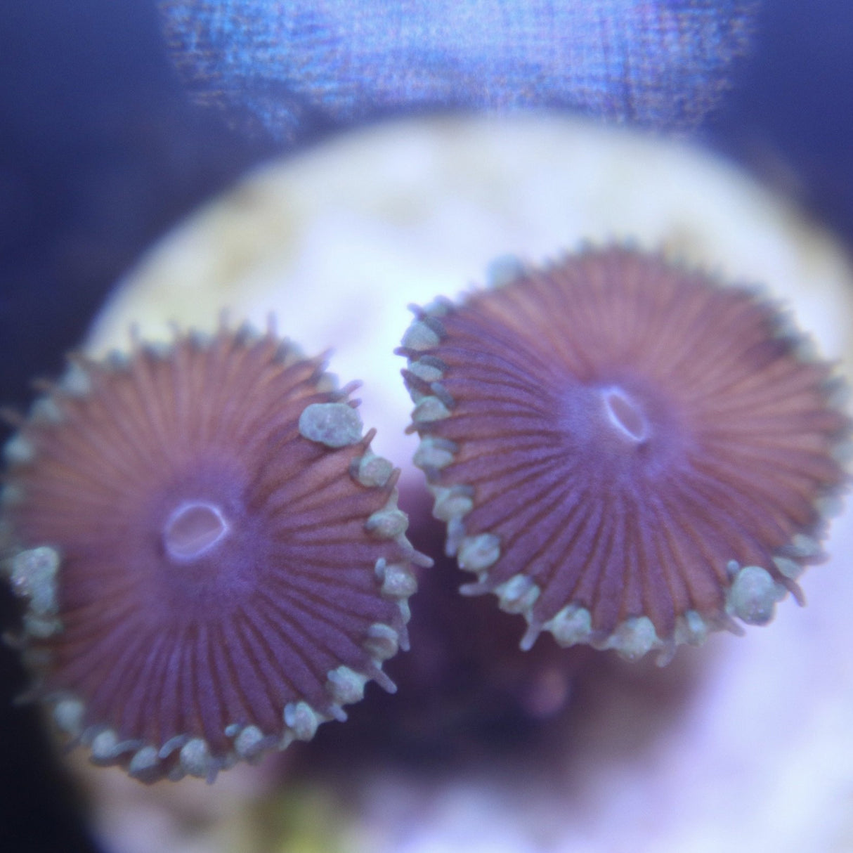 Purple Deaths 2 Polyp Zoa frag