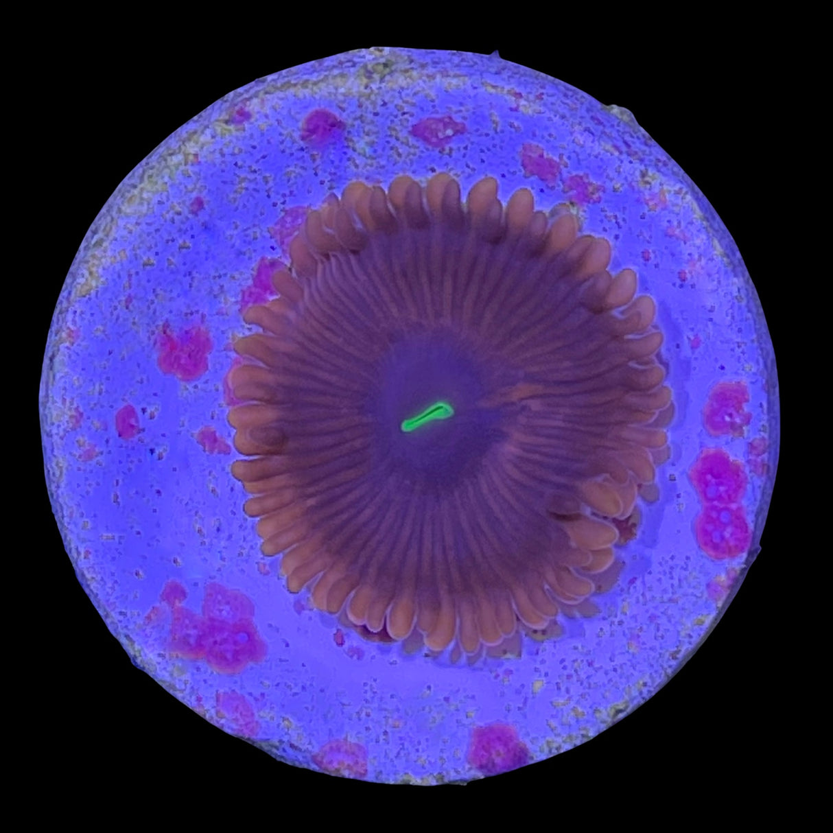 Red People Eater Zoa Frag