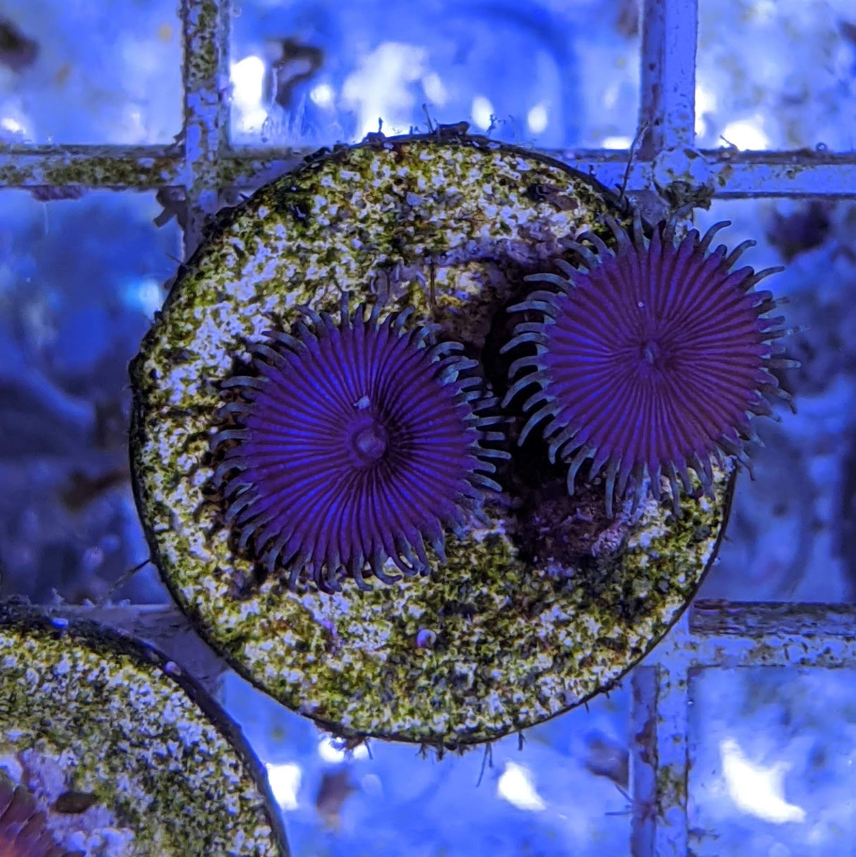 2 polyp Zoa frag