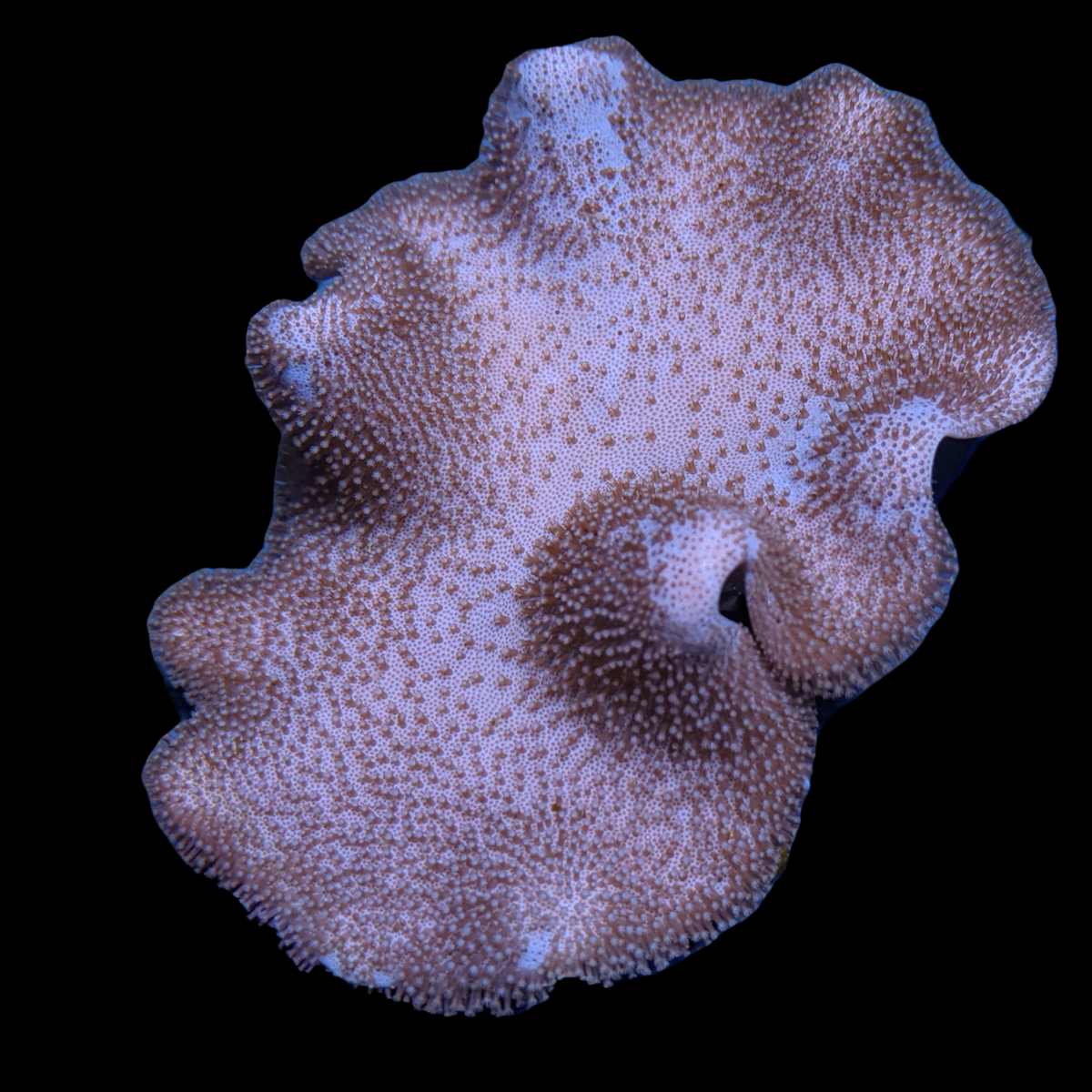 Large Toadstool Leather Colony