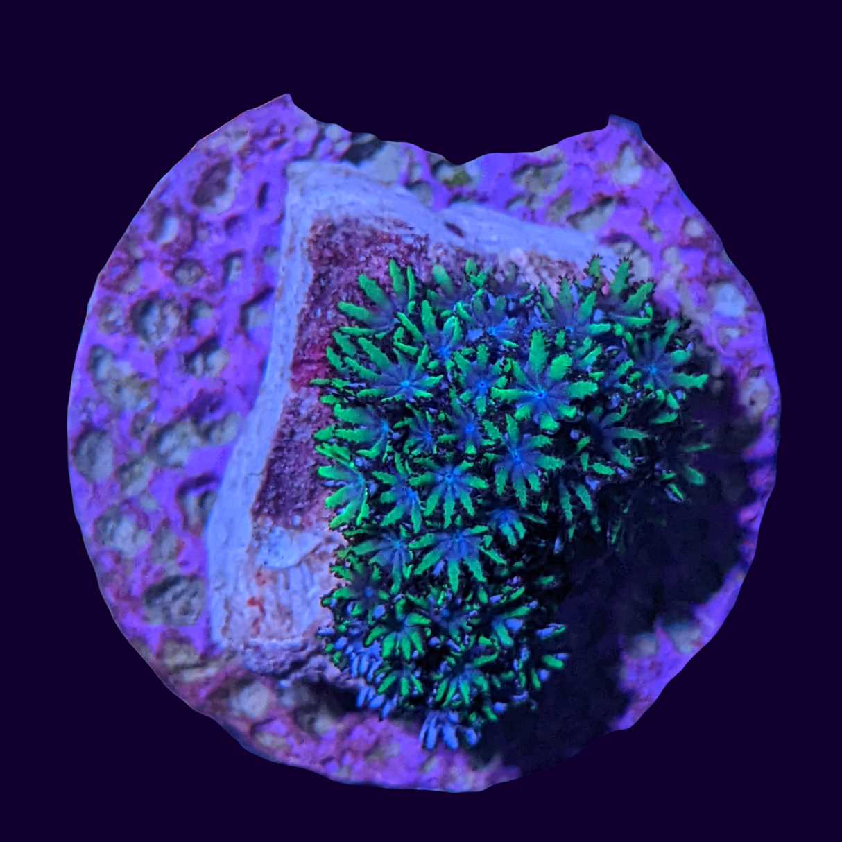 Blue Cauliflower Coral