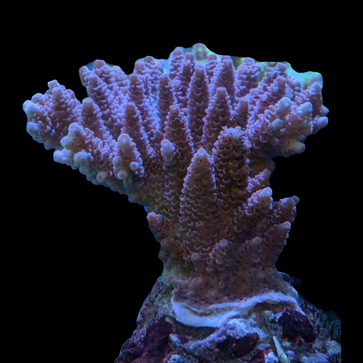 Indonesia Aquacultured Acropora (Collection Only)