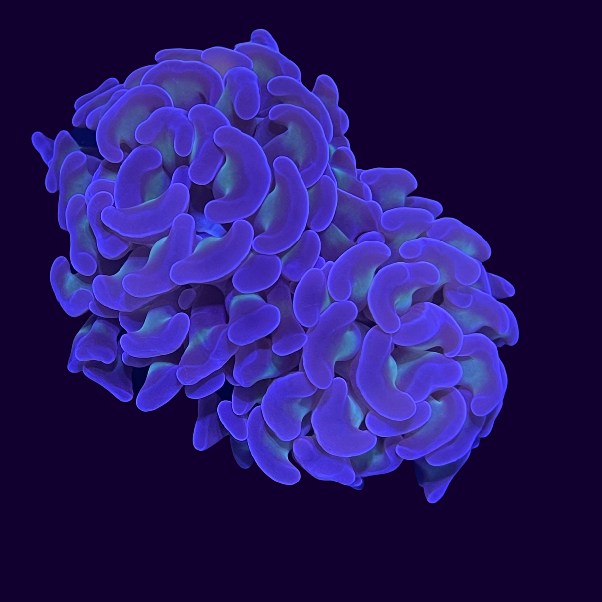 Aquacultured Indonesian large Hammer Frag