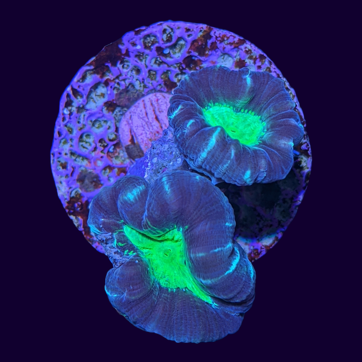 Green Pinwheel Candy Cane