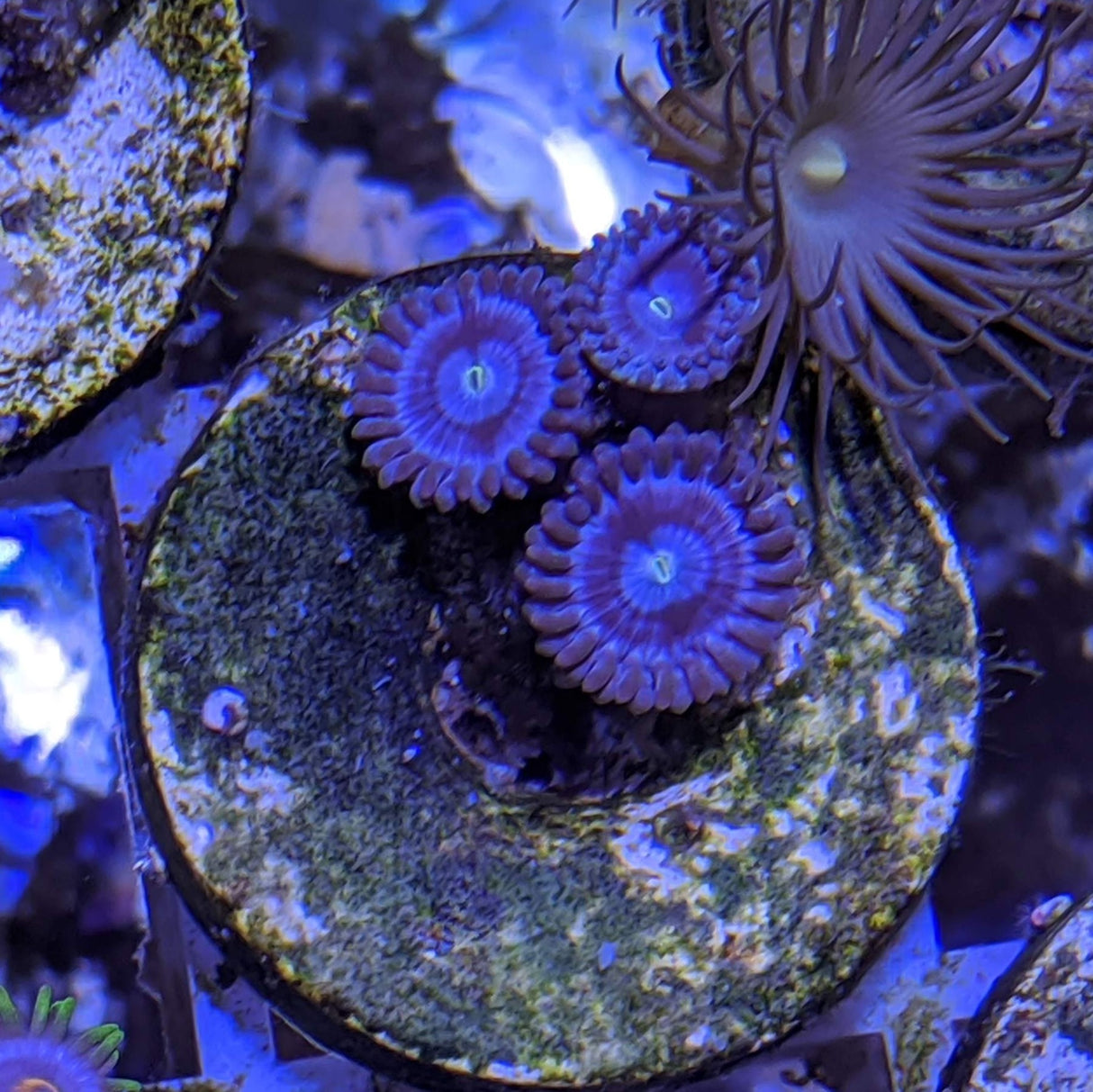 3 polyp Zoa frag