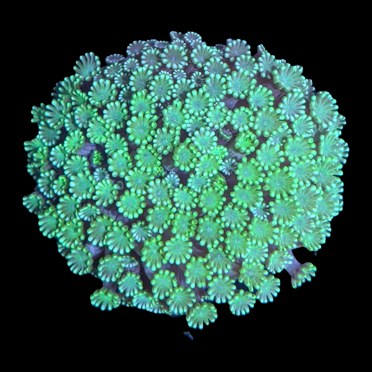 Green Alveopora