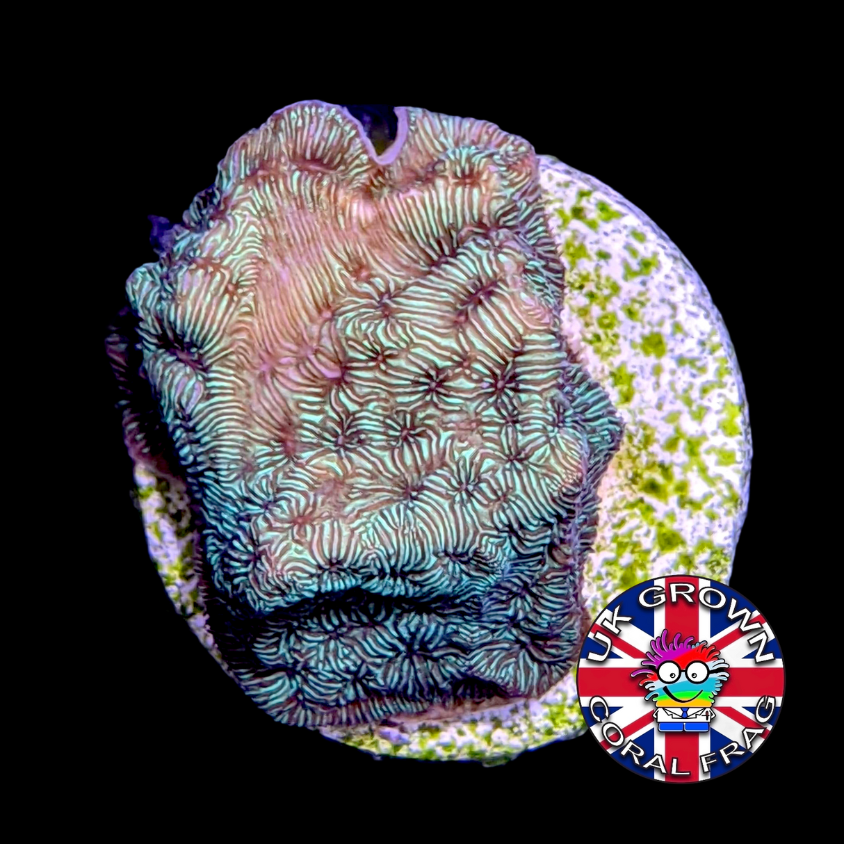 Metallic Green Pavona (UK Grown)