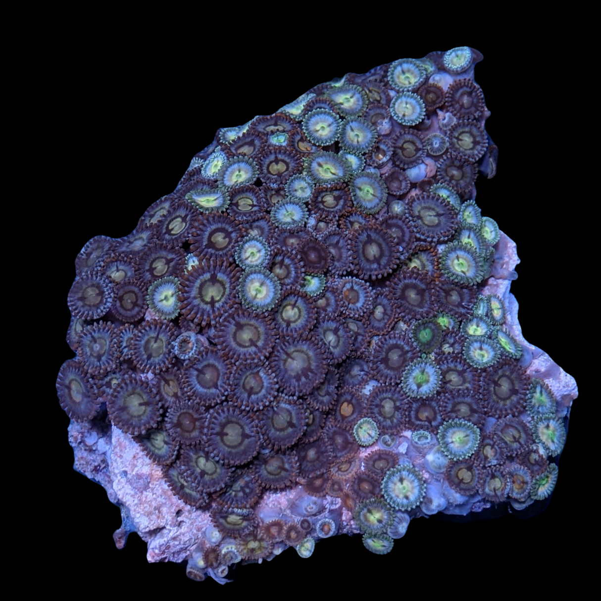 Mini Zoa Colony