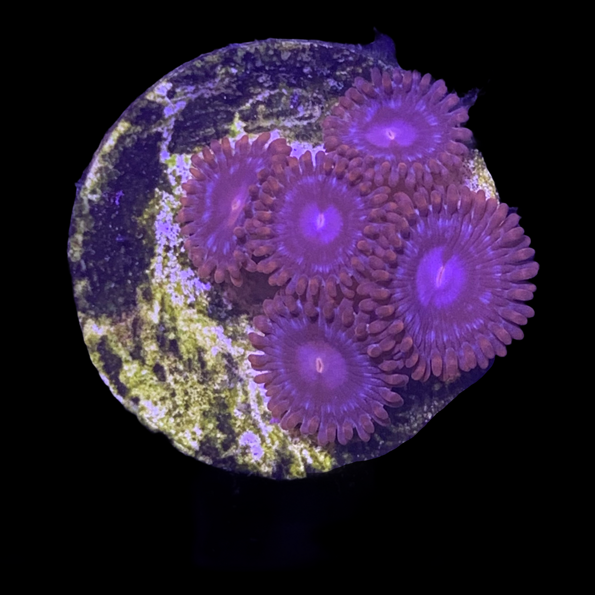 Zoa Frag