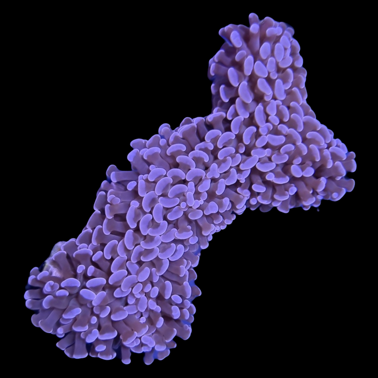 Wall Hammer Euphyllia Ancora Large (Collection Only)