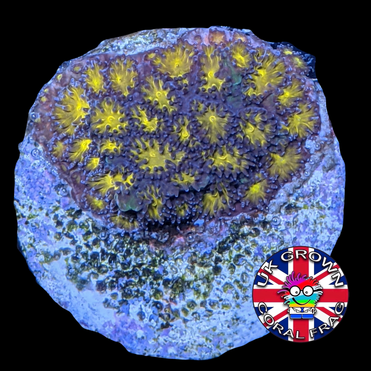 Orange Leptastrea Frag (UK Grown)