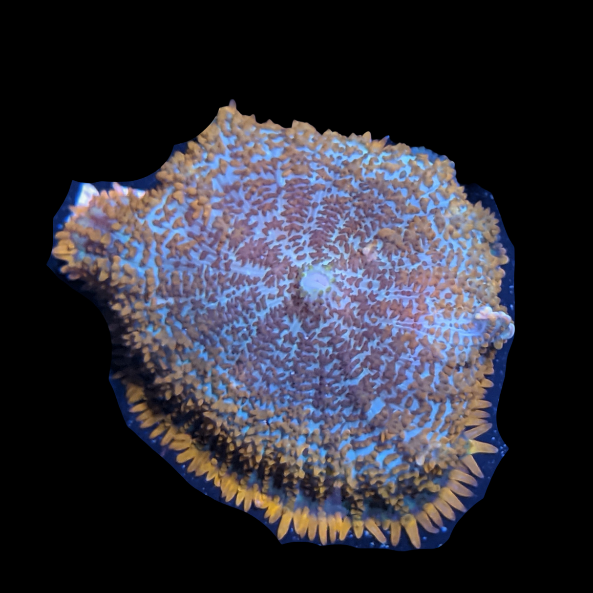 Rhodactis Mushroom - Small/Medium