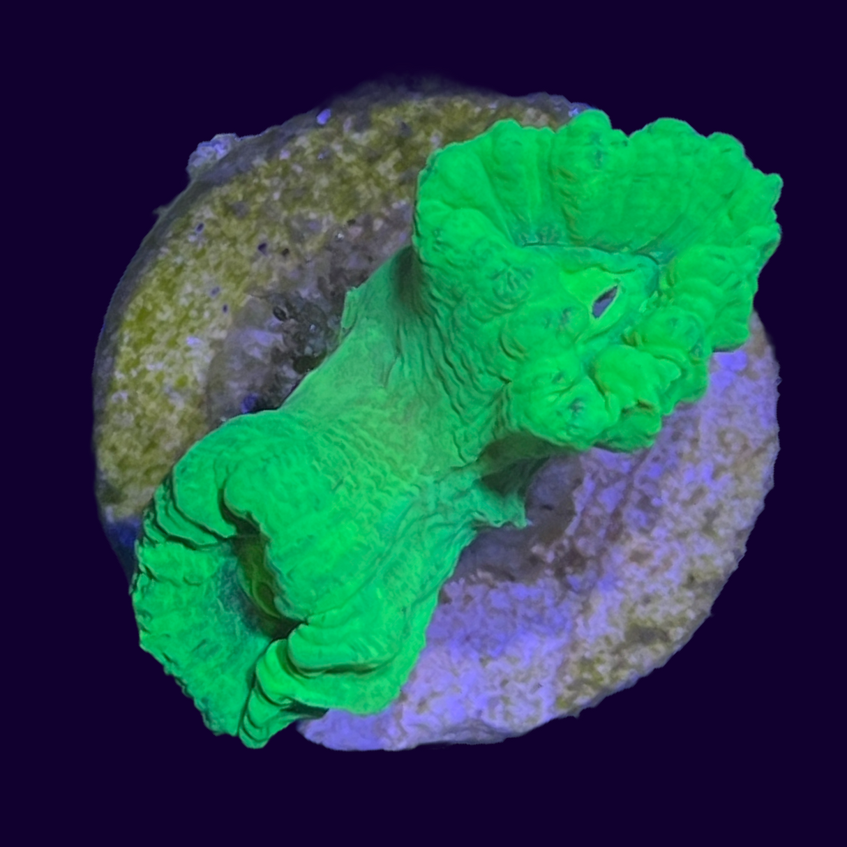 Neon Green Candy Cane