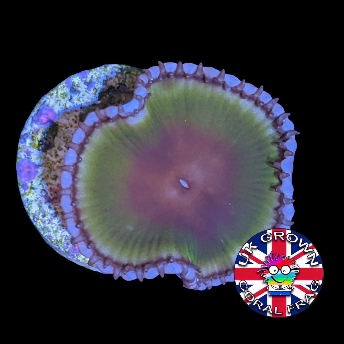 Grandis Paly Zoa Frag (UK Grown)
