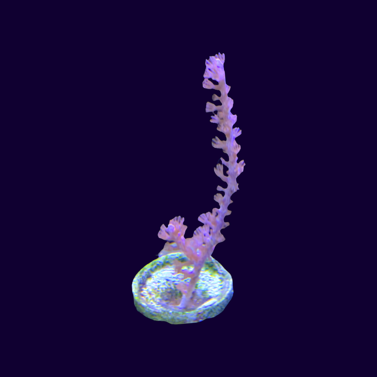 Medium photosynthetic Gorgonian (UK Grown)