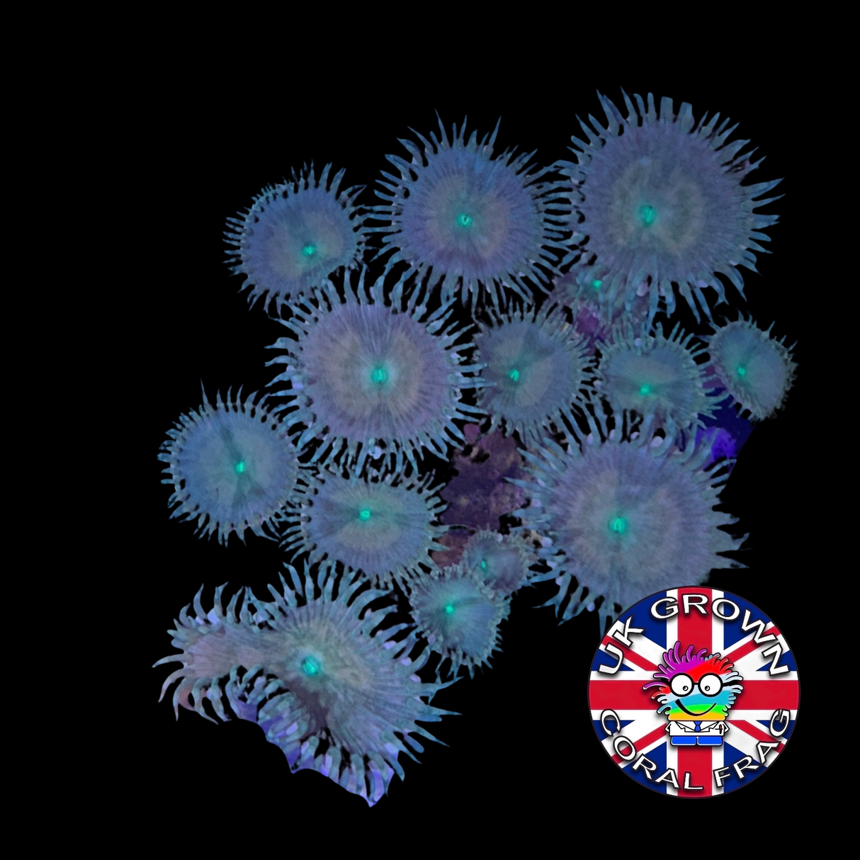Zoa Frag (UK Grown)
