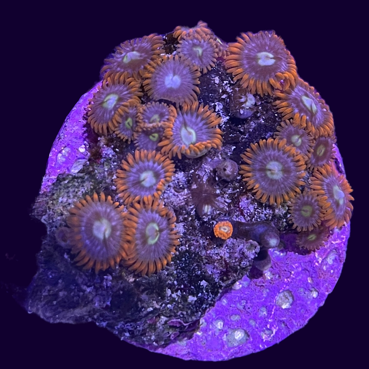Large Zoa Frag