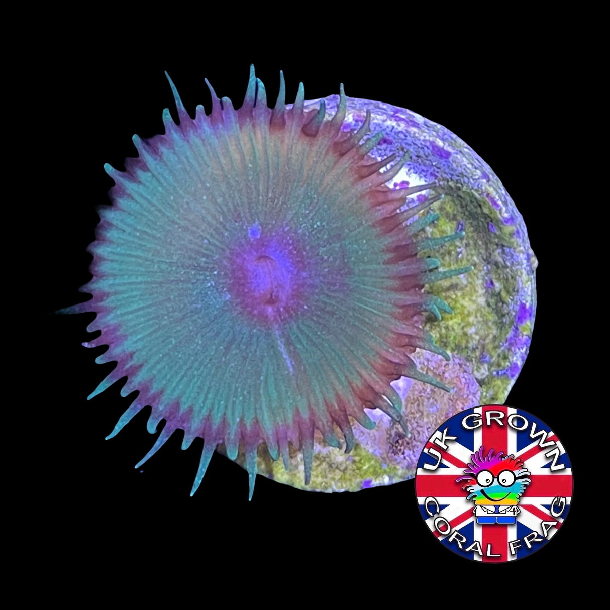Green Paly Zoa Frag (UK Grown)