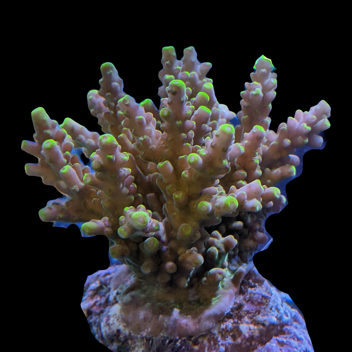 Indonesia Aquacultured Acropora (Collection Only)