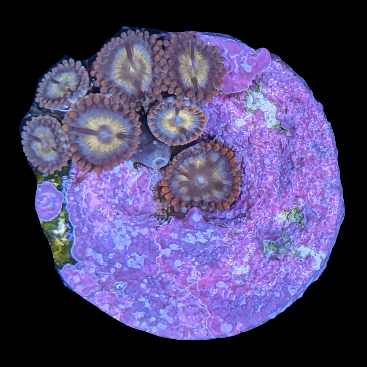 Chocolate Orange Zoa Frag