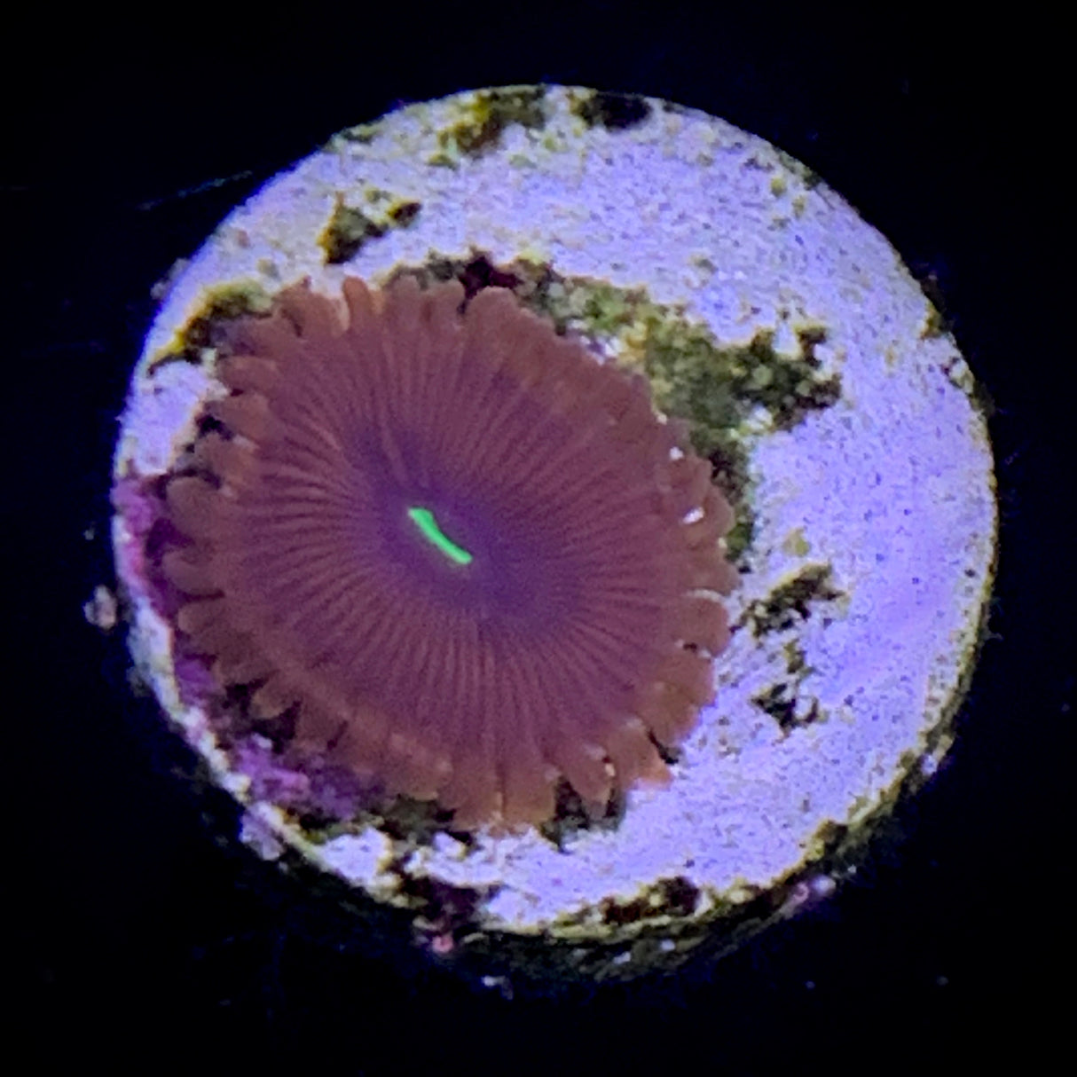 Zoa Frag