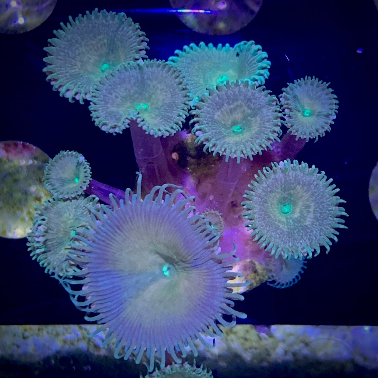Zoa Frag