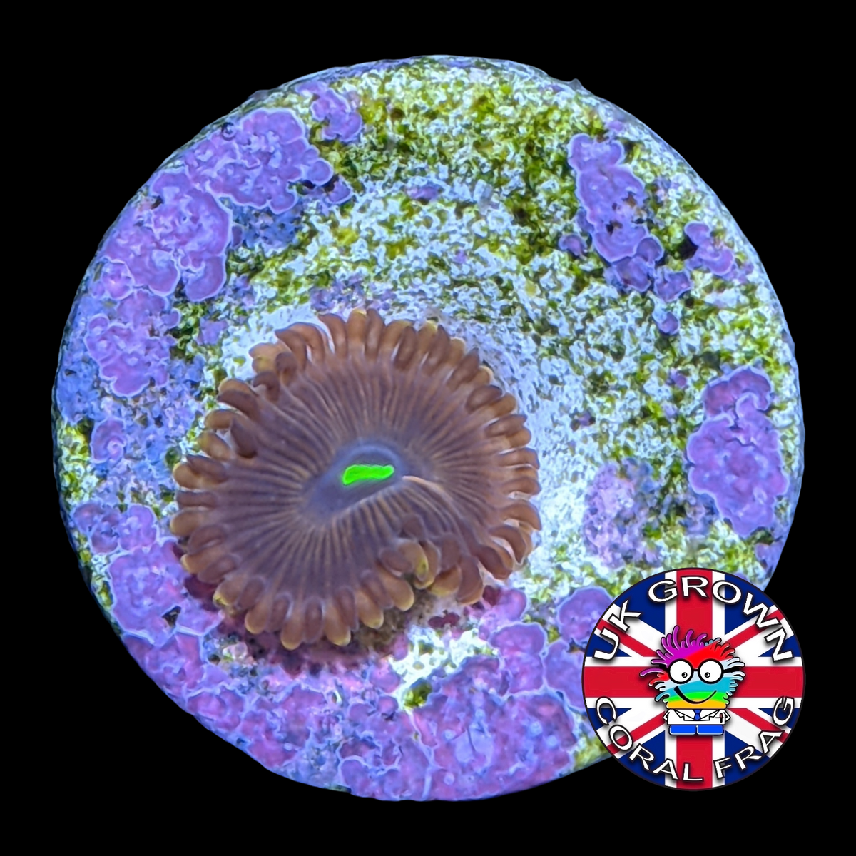 Red People Eater Zoa Frag (UK Grown)