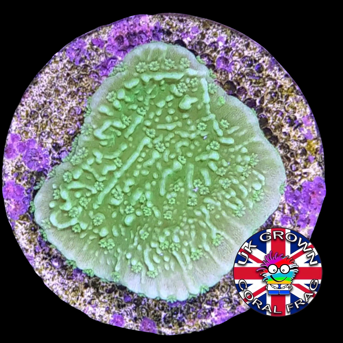 Green plating Montipora (UK Grown)
