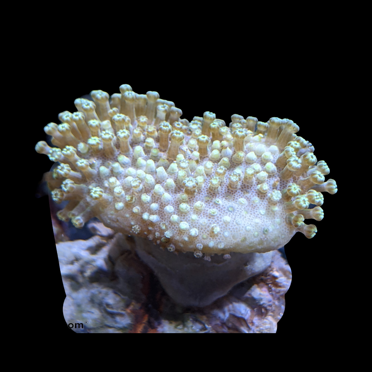 Aquacultured Indonesian Toadstool Frag