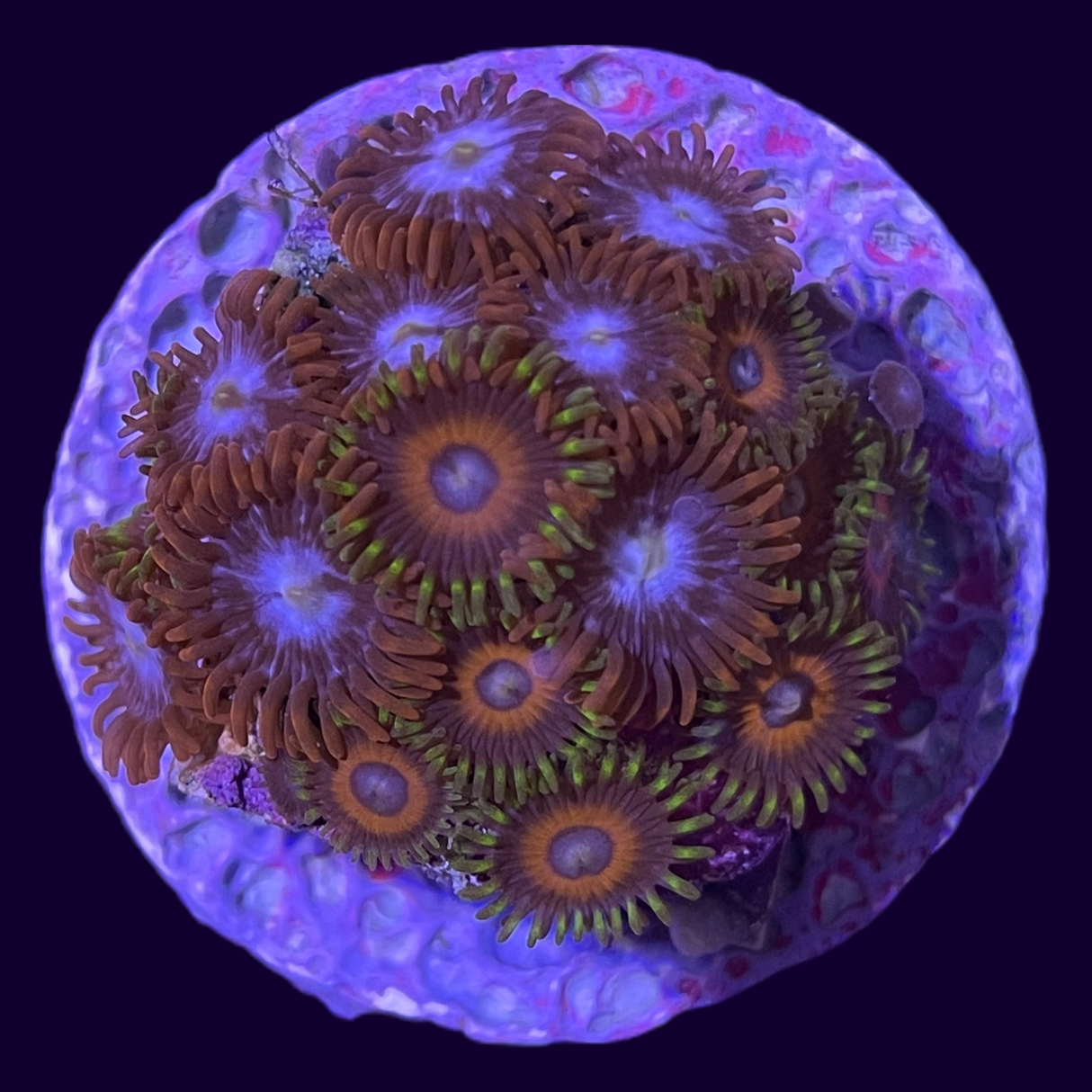 Large Zoa Frag