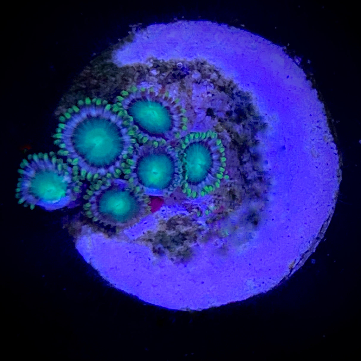 Zoa Frag