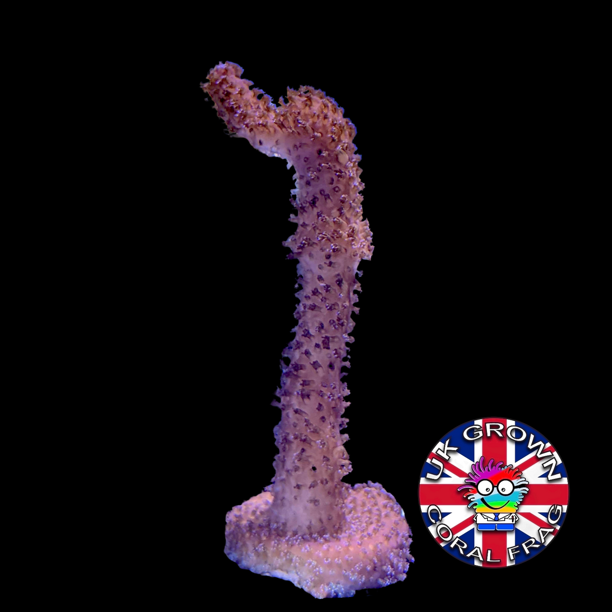 Stylophora Pistillata (UK Grown)