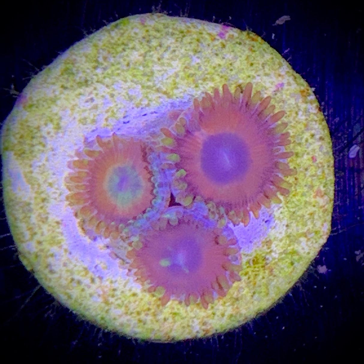 Zoa Frag