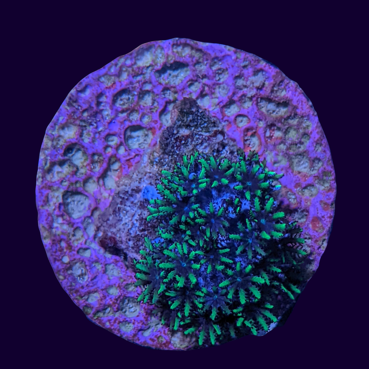 Blue Cauliflower Coral