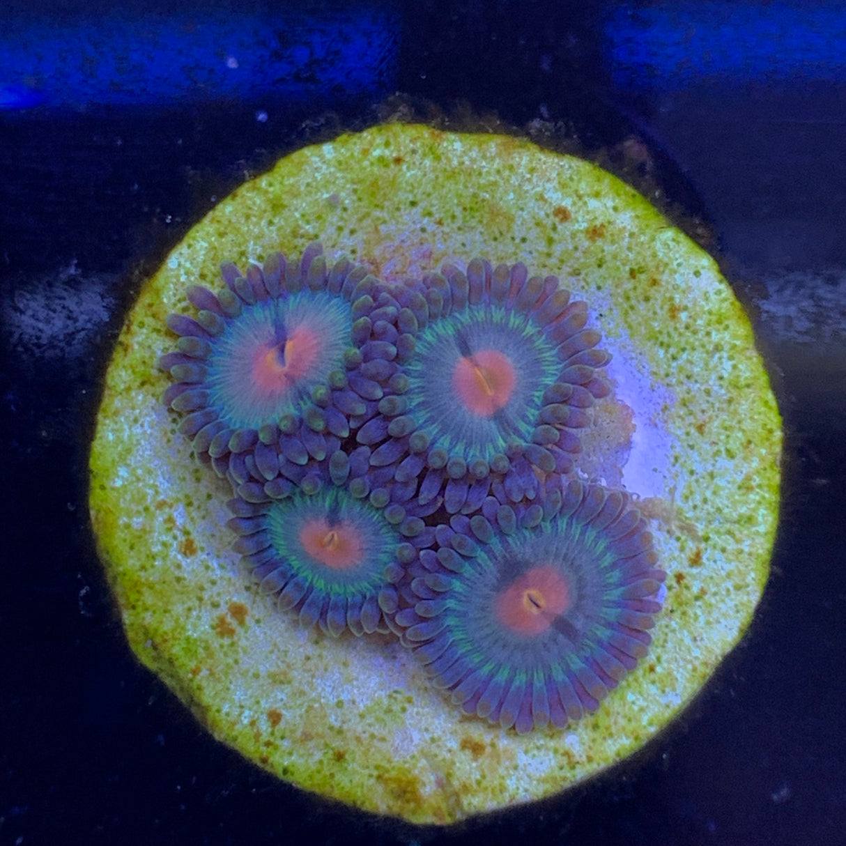 4 Polyp Zoa frag