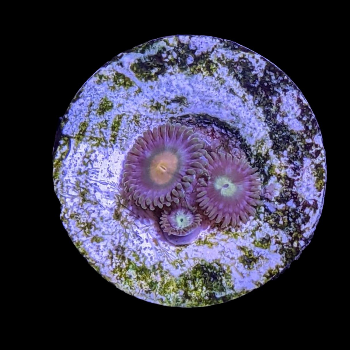 Zoa Frag