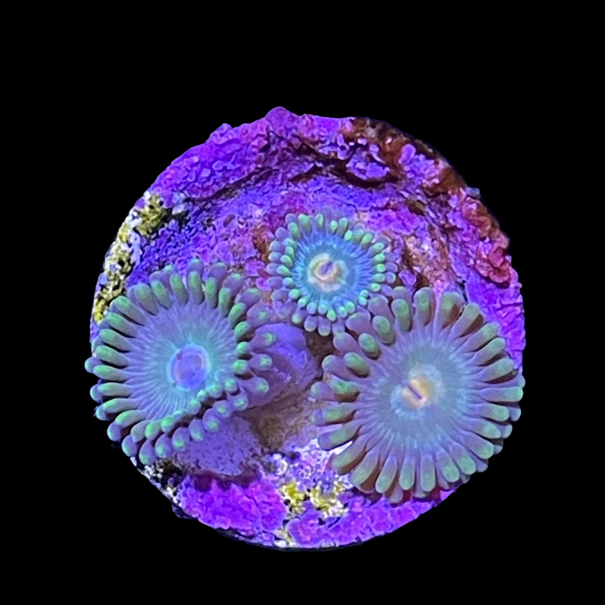Zoa Frag