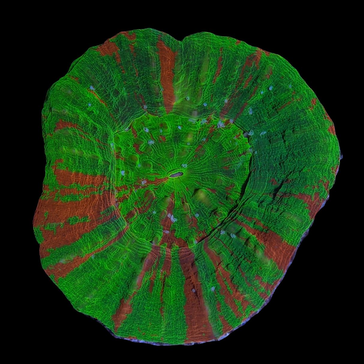 Australian Bleeding Apple Scolymia (Collection Only)