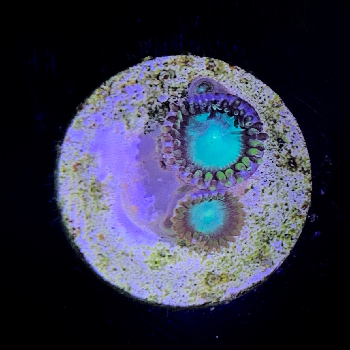 Zoa Frag